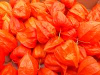 Physalis Blumen Kupfer